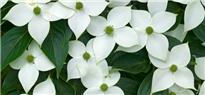 Beyaz İnci Çiçek Evi - Kayseri